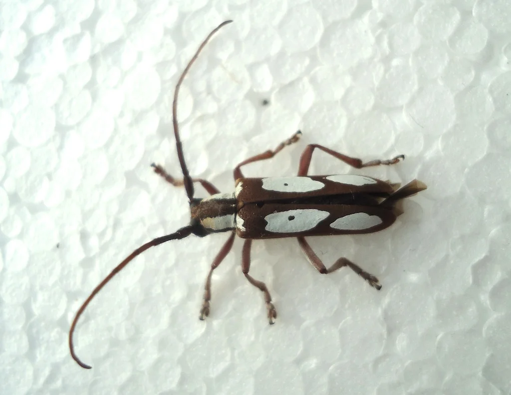 Large Common Beetles — Texas Insect Identification Tools